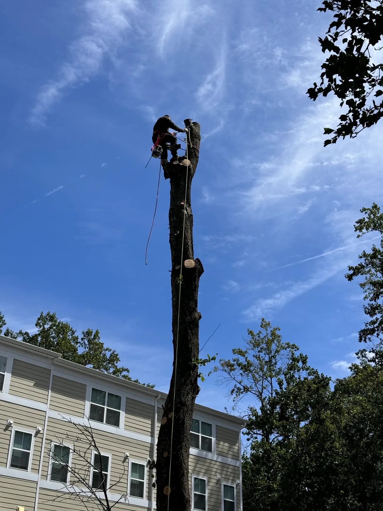 How to Spot a Dangerous Tree Before Storm Season